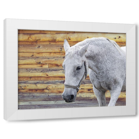Barn Horse White Modern Wood Framed Art Print by Phillip, Jamie