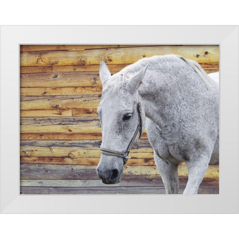 Barn Horse White Modern Wood Framed Art Print by Phillip, Jamie