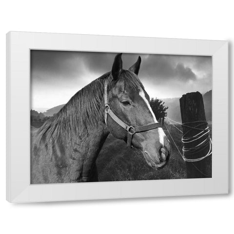 Field Horse White Modern Wood Framed Art Print by Phillip, Jamie