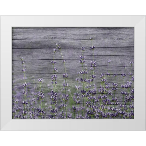 Lavender Field White Modern Wood Framed Art Print by Phillip, Jamie