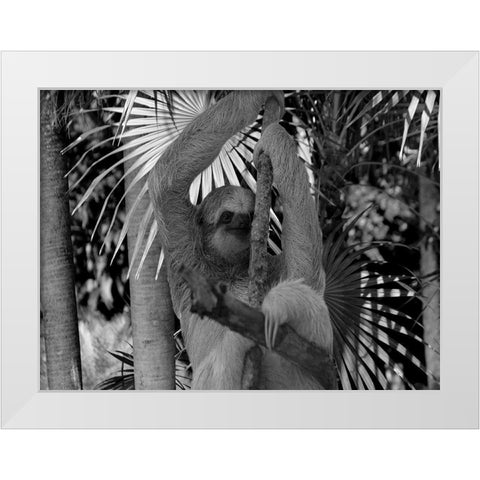 Lickity Sloth White Modern Wood Framed Art Print by Phillip, Jamie