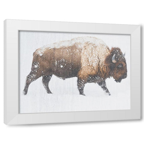 Winter Bison White Modern Wood Framed Art Print by Phillip, Jamie