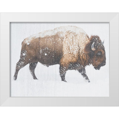 Winter Bison White Modern Wood Framed Art Print by Phillip, Jamie