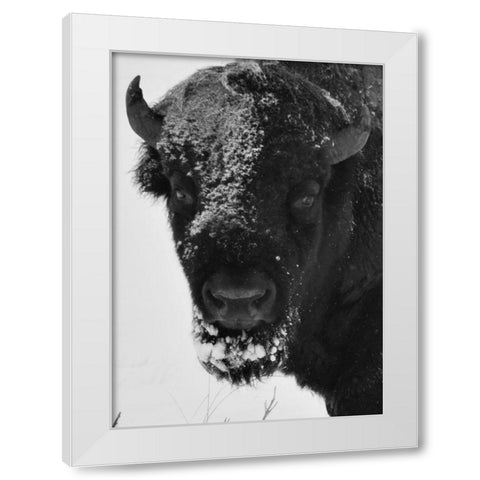 Snow Bison 1 White Modern Wood Framed Art Print by Phillip, Jamie