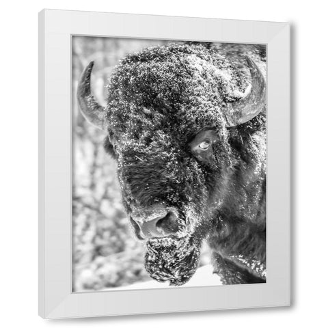 Snow Bison 2 White Modern Wood Framed Art Print by Phillip, Jamie