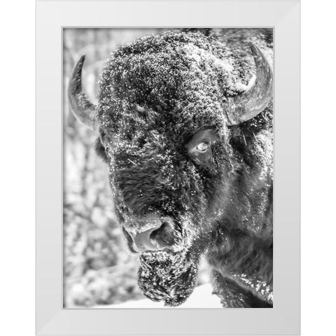 Snow Bison 2 White Modern Wood Framed Art Print by Phillip, Jamie