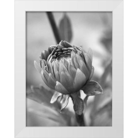 Rear View White Modern Wood Framed Art Print by Phillip, Jamie