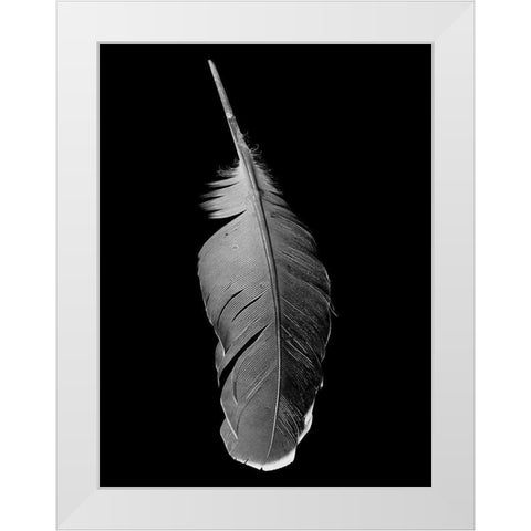 Black Flight White Modern Wood Framed Art Print by Phillip, Jamie