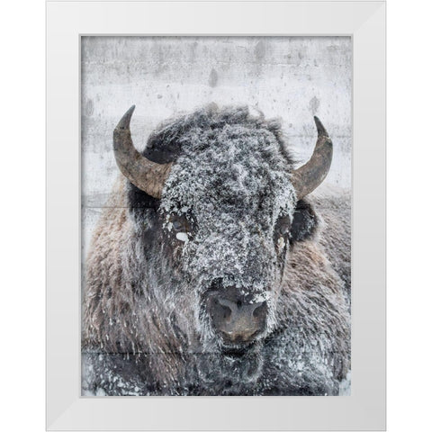 Snow Bison White Modern Wood Framed Art Print by Phillip, Jamie
