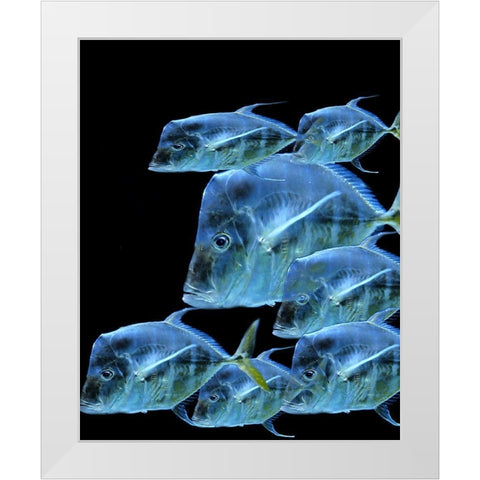 Fish Party White Modern Wood Framed Art Print by Phillip, Jamie