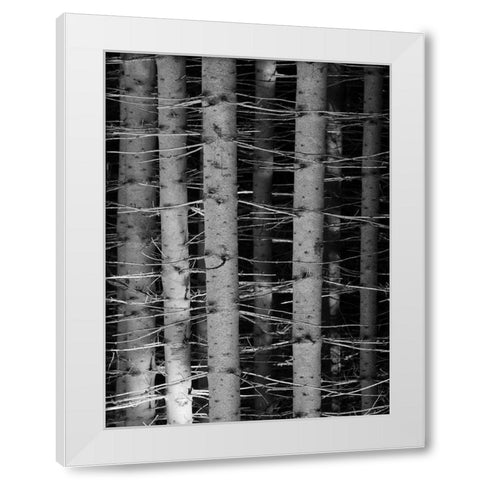Dark Woods White Modern Wood Framed Art Print by Phillip, Jamie
