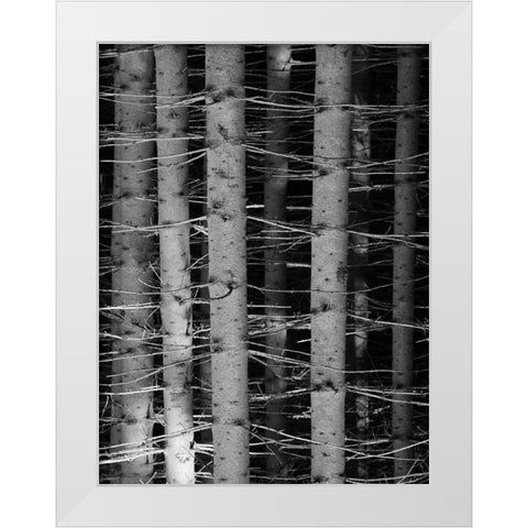 Dark Woods White Modern Wood Framed Art Print by Phillip, Jamie