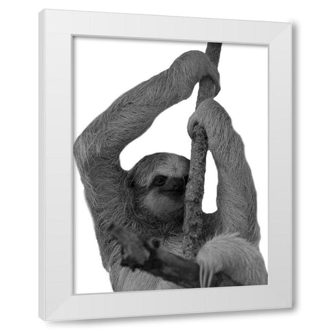 Hang In White Modern Wood Framed Art Print by Phillip, Jamie