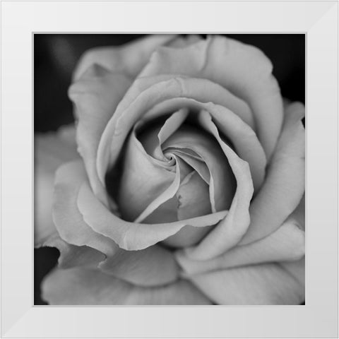 Beauty In Black White Modern Wood Framed Art Print by Phillip, Jamie