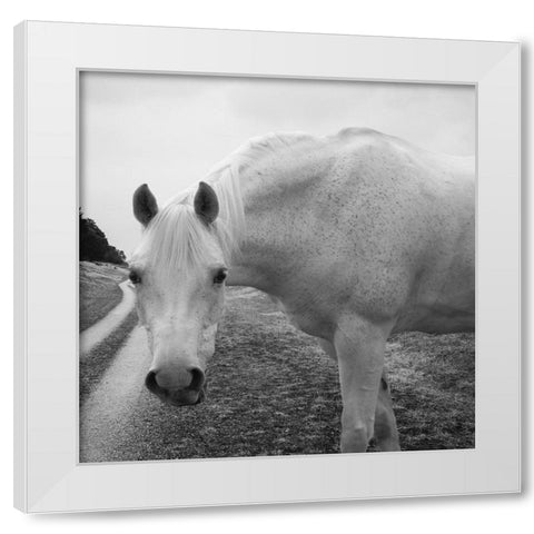 White Enchantment White Modern Wood Framed Art Print by Phillip, Jamie