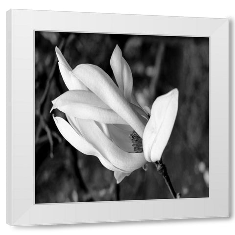 Morning Glory White Modern Wood Framed Art Print by Phillip, Jamie