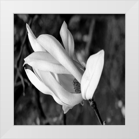 Morning Glory White Modern Wood Framed Art Print by Phillip, Jamie