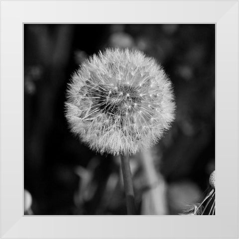Morning Due 2 White Modern Wood Framed Art Print by Phillip, Jamie