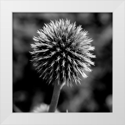 Morning Due 1 White Modern Wood Framed Art Print by Phillip, Jamie