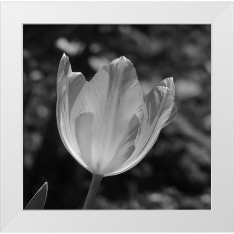 Tulip BW 2 White Modern Wood Framed Art Print by Phillip, Jamie