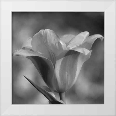 Tulip BW 3 White Modern Wood Framed Art Print by Phillip, Jamie