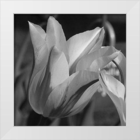 Tulip BW White Modern Wood Framed Art Print by Phillip, Jamie