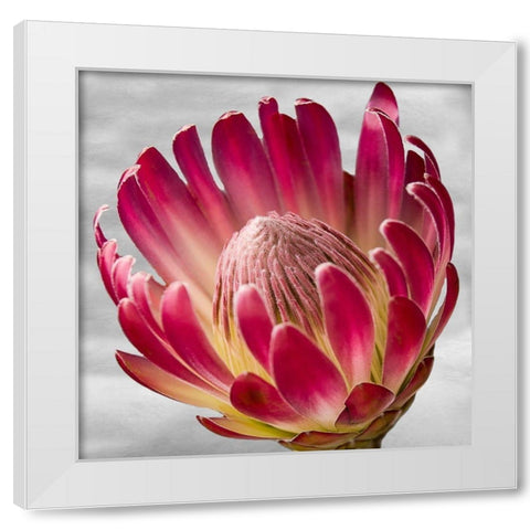 Floral Poetry White Modern Wood Framed Art Print by Phillip, Jamie