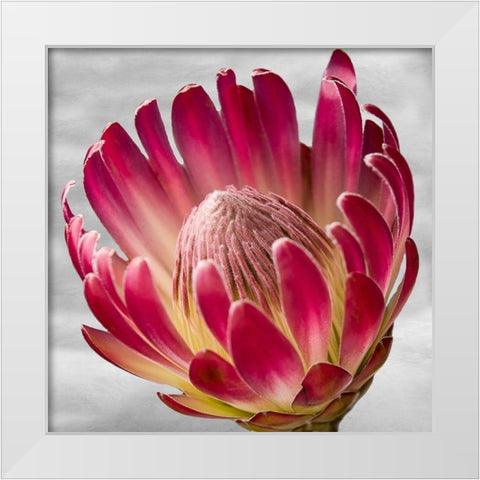 Floral Poetry White Modern Wood Framed Art Print by Phillip, Jamie