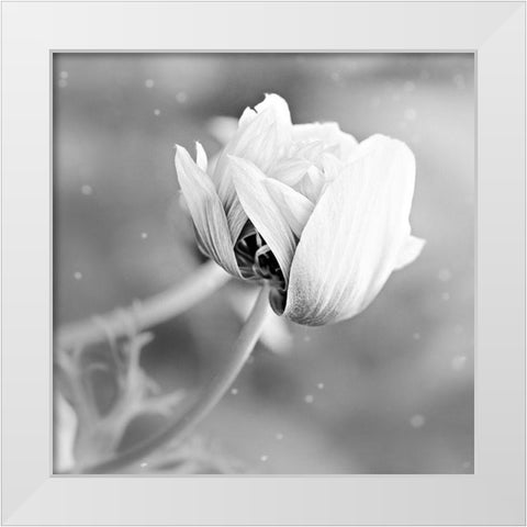 Blank Rose White Modern Wood Framed Art Print by Phillip, Jamie