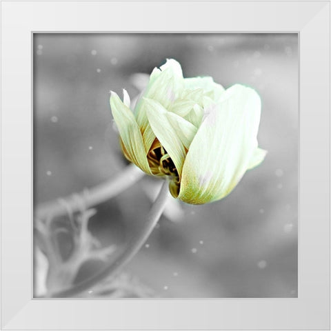 Black and White Hue White Modern Wood Framed Art Print by Phillip, Jamie