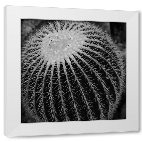 Prickly Bulb White Modern Wood Framed Art Print by Phillip, Jamie