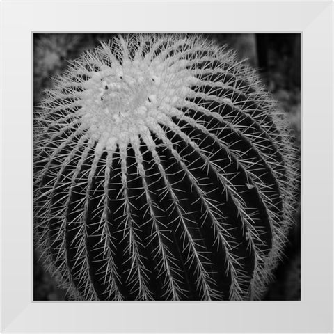 Prickly Bulb White Modern Wood Framed Art Print by Phillip, Jamie