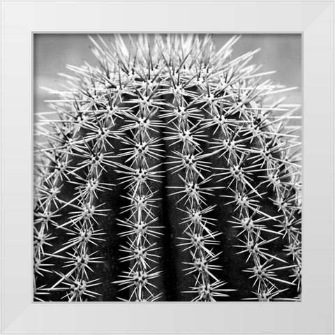 Prickly Bulb 2 White Modern Wood Framed Art Print by Phillip, Jamie