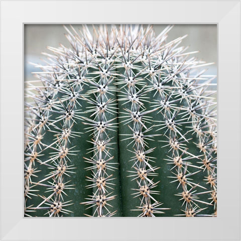 Prickly Bulb 3 White Modern Wood Framed Art Print by Phillip, Jamie