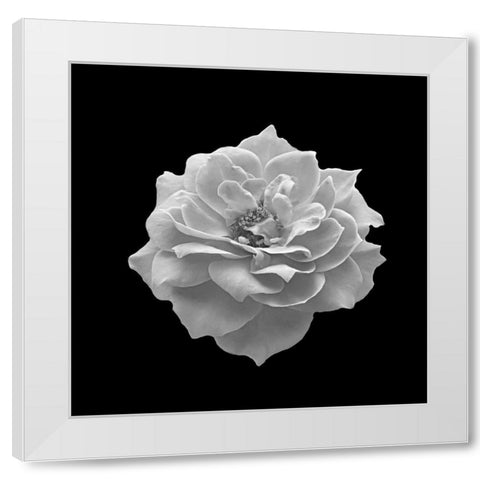 Spntain White Modern Wood Framed Art Print by Phillip, Jamie