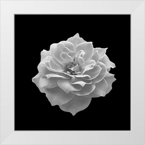 Spntain White Modern Wood Framed Art Print by Phillip, Jamie