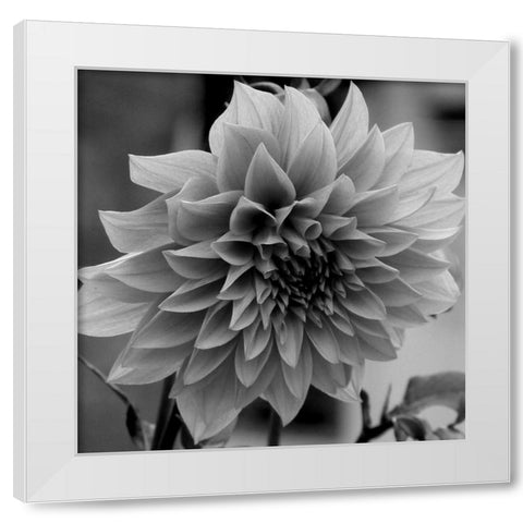 Dagenuem White Modern Wood Framed Art Print by Phillip, Jamie