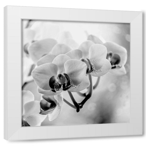 Blenkis White Modern Wood Framed Art Print by Phillip, Jamie