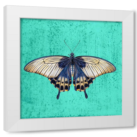 Butterfly White Modern Wood Framed Art Print by Phillip, Jamie