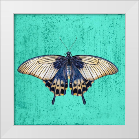 Butterfly White Modern Wood Framed Art Print by Phillip, Jamie