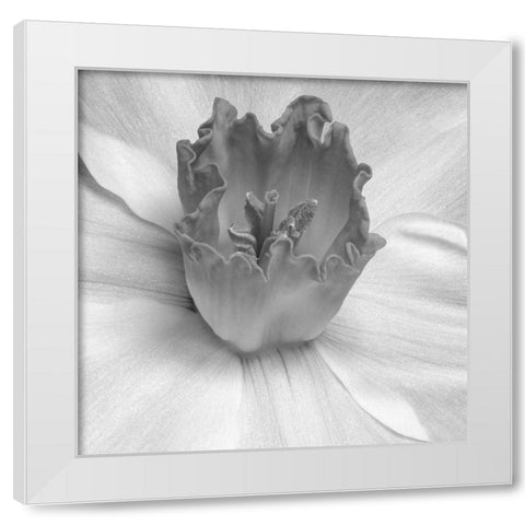 Floral Bud 2 White Modern Wood Framed Art Print by Phillip, Jamie