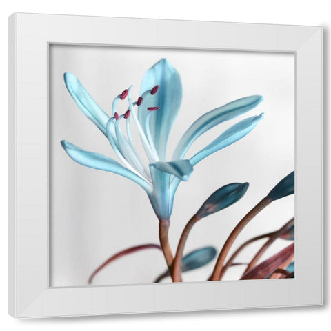 Blue Xray White Modern Wood Framed Art Print by Phillip, Jamie