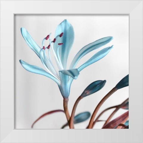 Blue Xray White Modern Wood Framed Art Print by Phillip, Jamie