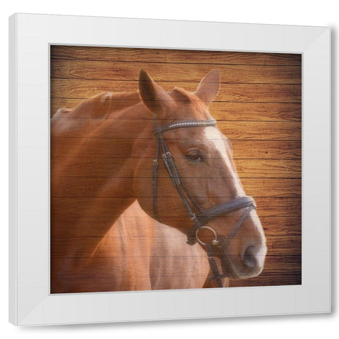 Horse Face White Modern Wood Framed Art Print by Phillip, Jamie