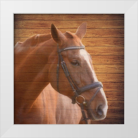 Horse Face White Modern Wood Framed Art Print by Phillip, Jamie