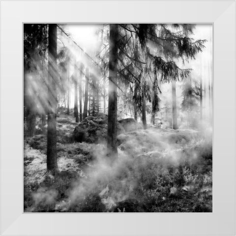 Black Forest 2 White Modern Wood Framed Art Print by Phillip, Jamie
