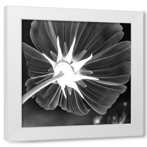 Unbrella Leaf White Modern Wood Framed Art Print by Phillip, Jamie