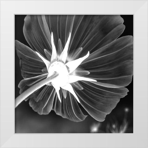 Unbrella Leaf White Modern Wood Framed Art Print by Phillip, Jamie