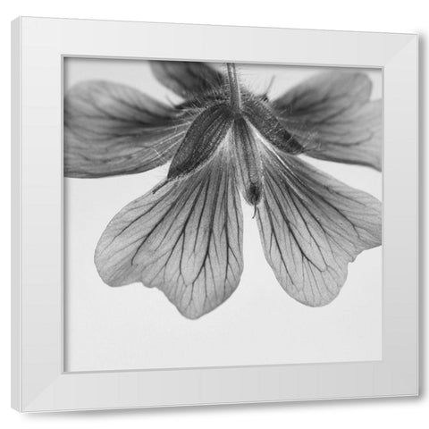 Transparent White Modern Wood Framed Art Print by Phillip, Jamie