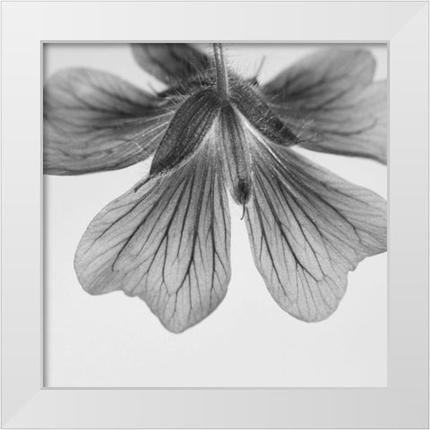 Transparent White Modern Wood Framed Art Print by Phillip, Jamie